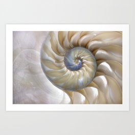 Nautilus Shell Art Prints For Any Decor Style Society6 Nautilus Shell Art Prints For Any Decor Style Society6
