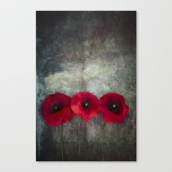 Three red poppies Canvas Print