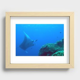 Manta ray veering away from the reef Recessed Framed Print