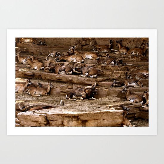 Basking #5 Art Print