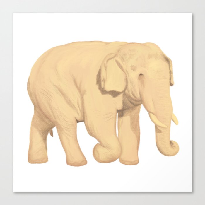 Asian Elephant Canvas Print