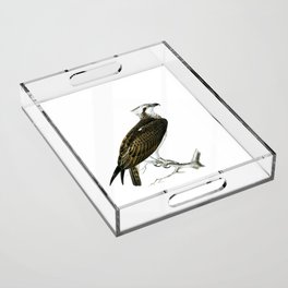 Vintage Osprey Bird Illustration Acrylic Tray