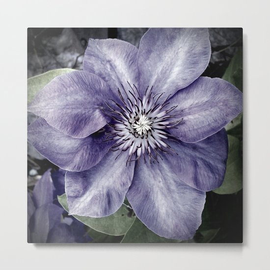 Clematis Metal Print