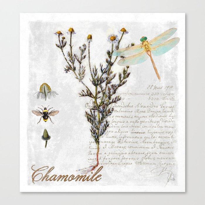 Chamomile Herb Dragonfly Bumble Bee Botanical Painting Cottage