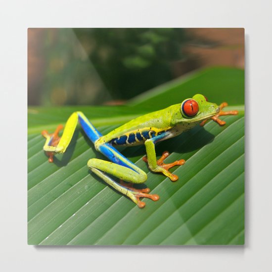 Green Tree Frog Red-Eyed Metal Print