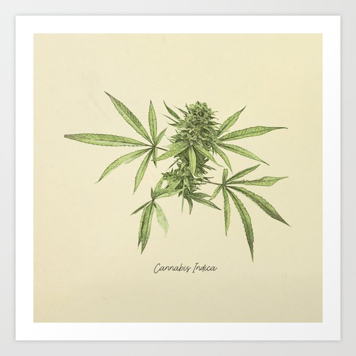 Vintage botanical print - Cannabis Art Print
