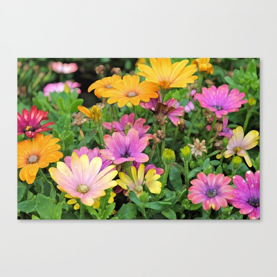 Colorful Spanish Daisies Canvas Print
