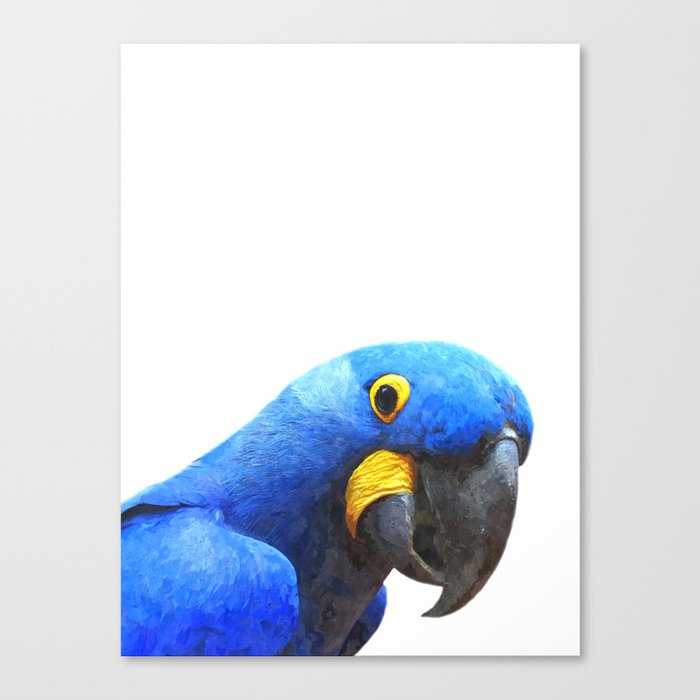 Blue Parrot Portrait Canvas Print