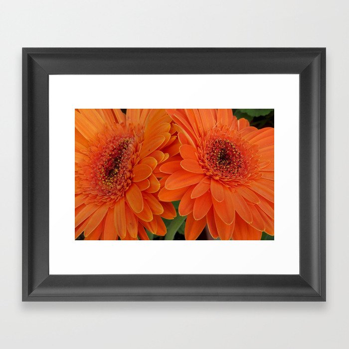 Daisy flowers (Marguerite) " Love is only what you need" Framed Art Print