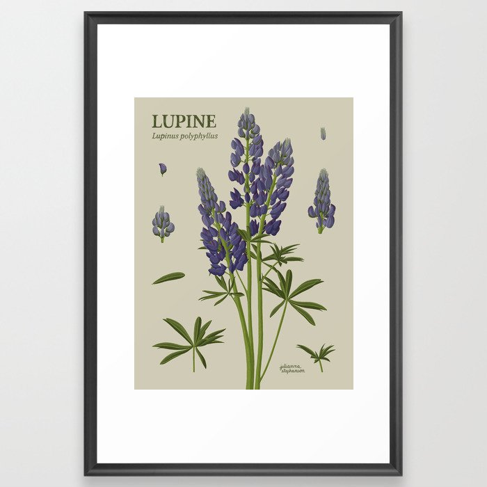 Botanical Lupine Framed Art Print