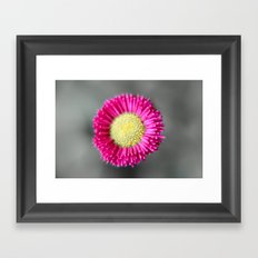 Blossom from a Daisy Isolated on Gray Background