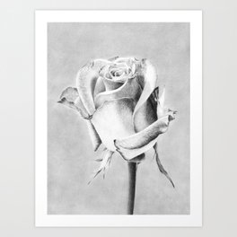 Rose, Queen of Flowers Art Print