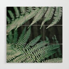 Soft green leaves of a Fern  | The Netherlands | Nature Photography | Fine Art Photo Print Wood Wall Art