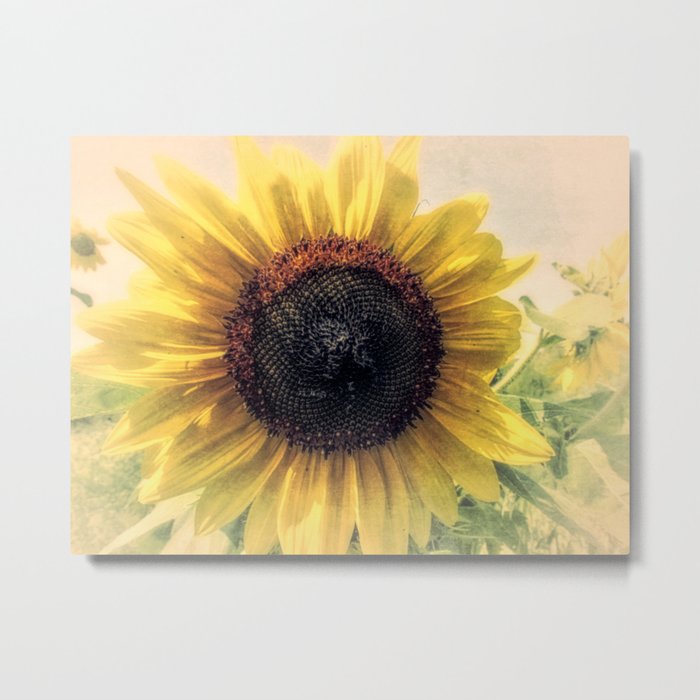 Sunflower Flower Modern Country Home Decor Cottage Art A421b Metal Print