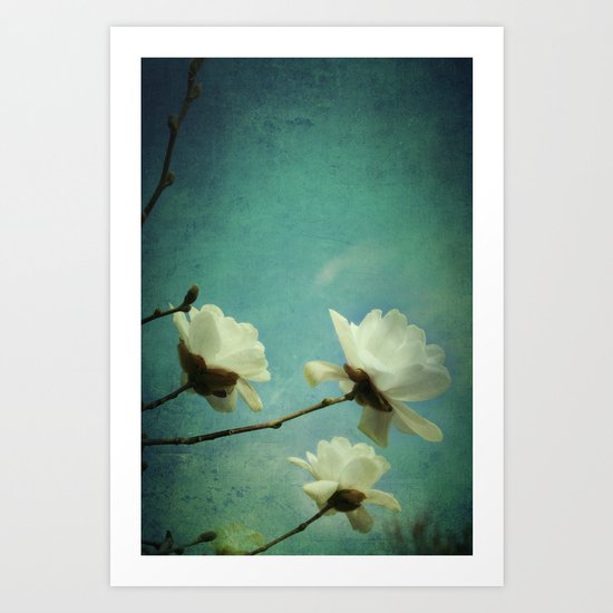 White Magnolias Art Print