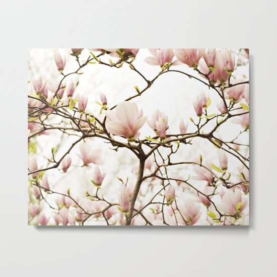Queen For A Day Pink Magnolia Flower Metal Print