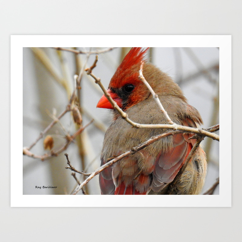Backyard Buddies Art Print By Bulldog28 Society6