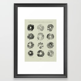 Spore Prints of North American Mushrooms (Black on White) Framed Art Print