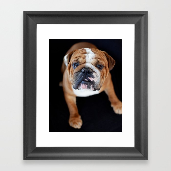 English Bull Dog Framed Art Print