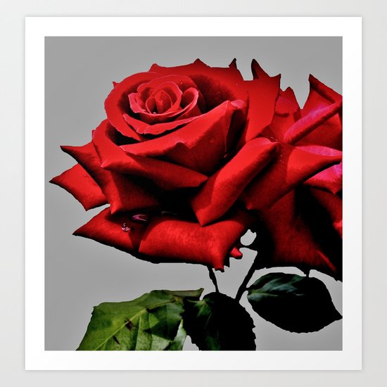 Red Rose Art Print