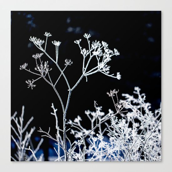 Frosted plant at cold winter day on black background Canvas Print