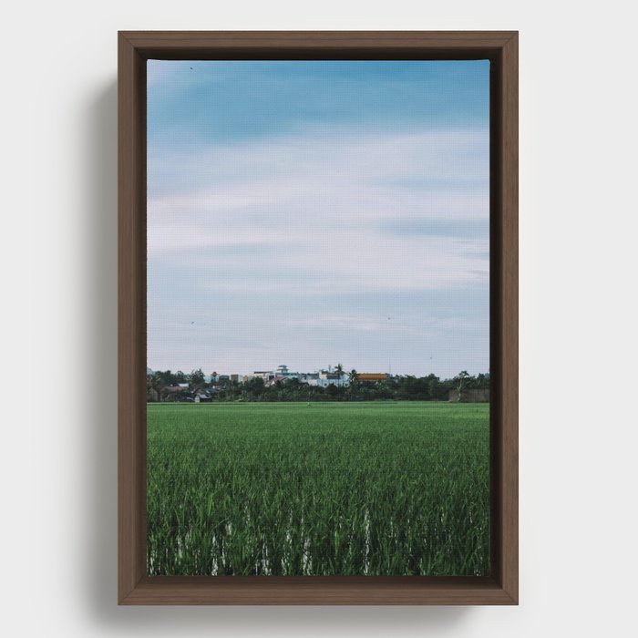 afternoon view near rice fields Framed Canvas