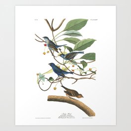 Indigo Bird (Audubon) Art Print