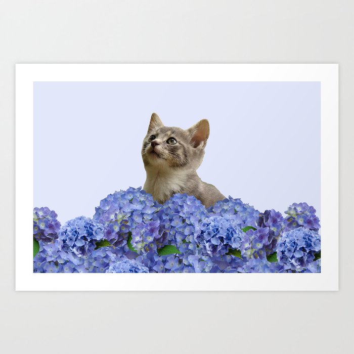 Grey Kitten Cat - Hydrangea blue Blossoms Flowers Art Print