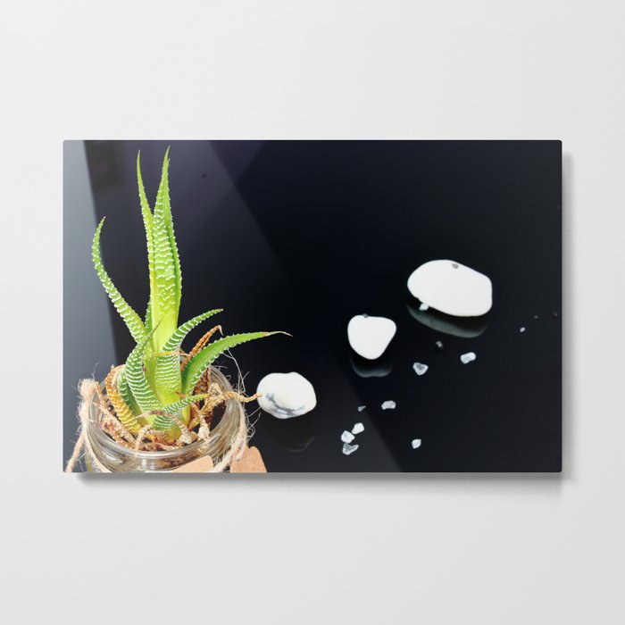 fat plant with white stones Metal Print
