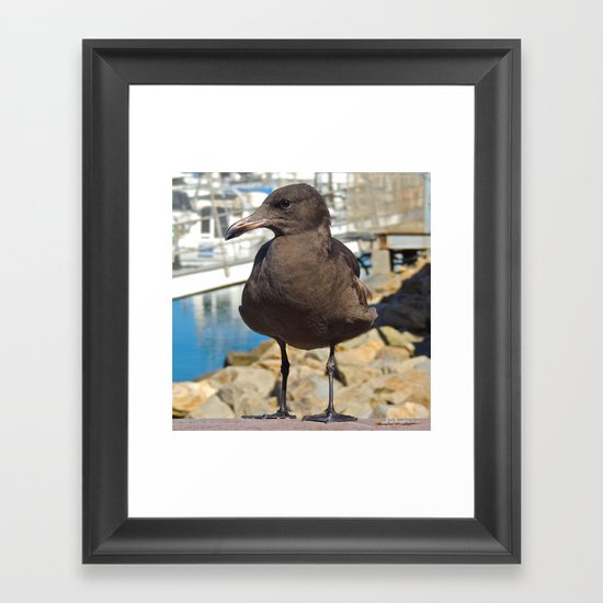 Portrait of a Grumpy Gull Framed Art Print