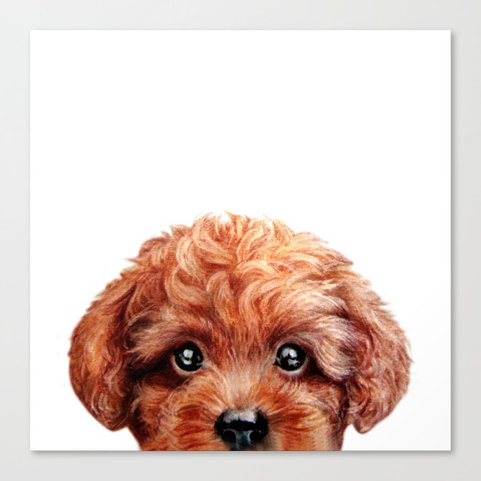 Toy poodle painting deals