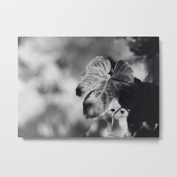 Autumn Grape Leaf in Black and White Metal Print