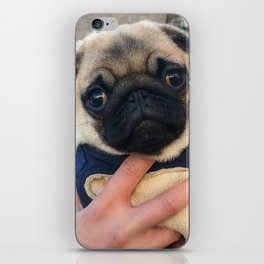 Cutest Pug Ever iPhone Skin