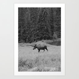 Moose B&W Art Print