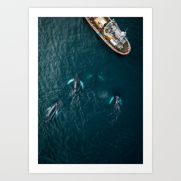 School of humpback whales from above Art Print