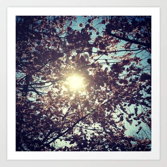 Cherry Blossoms Art Print