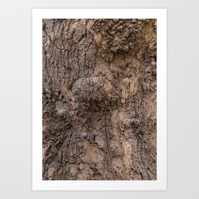 bark pattern of a tree in nature forest Art Print
