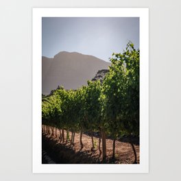 Vineyard | Winery Wine Estate | Stellenbosch South Africa | Travel Photography Art Print