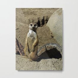 The Most Interesting Meerkat in the World Metal Print | Photo, Animal, Nature, Funny 
