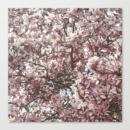 Magnolia Blossoms Canvas Print
