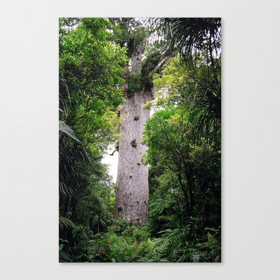 The World's Oldest Wood, Ancient Kauri Canvas Print