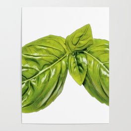 Basil great culinary herb family Lamiaceae mints food Poster