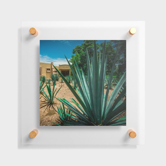 Mexico Photography - Agave Plant In A Mexican Garden Floating Acrylic Print