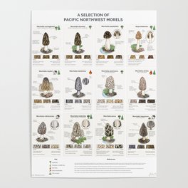 A Selection of Pacific Northwest Morels Poster