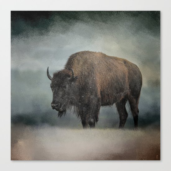Stormy Day - Buffalo - Wildlife Canvas Print