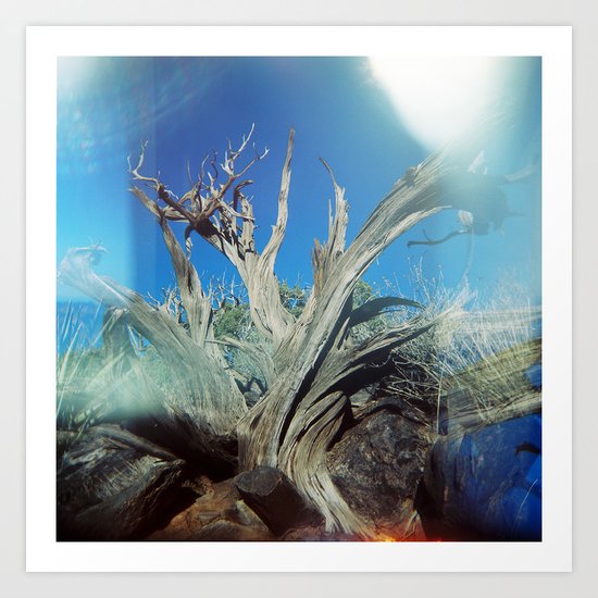 Joshua Tree Art Print