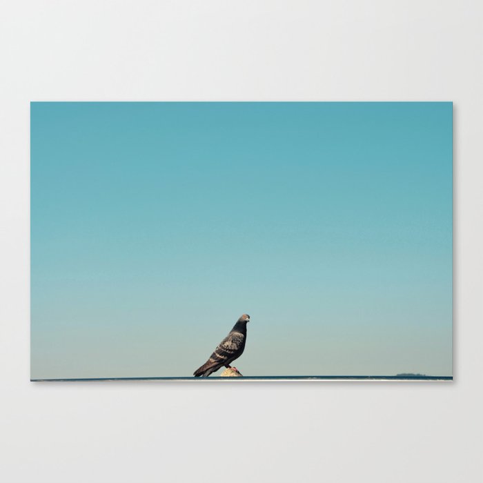 The pigeon is curious Canvas Print