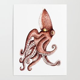 Octopus (Octopus vulgaris) Poster