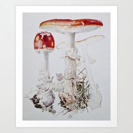 Toadstools - Beatrix Potter Art Print