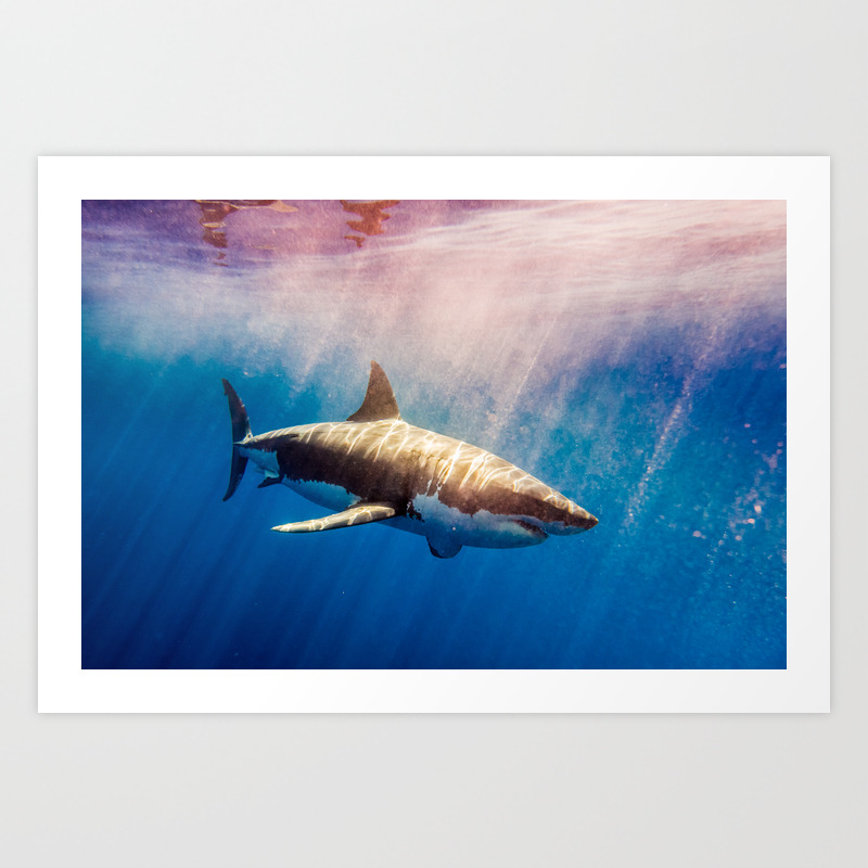 images Shark Pictures To Print great white shark 1 art print by wiselandon